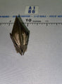 1/12 Scale Fantasy Elven Warrior Helmet Head Sculpt - Four Horsemen - Mythic Legions