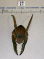 1/12 Scale Insectoid Alien Head Sculpt - Four Horsemen - Cosmic Legions