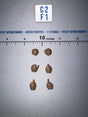 1/12 Scale DiD Hands Set - Panzer Commander Otto Carius - DID XD80027